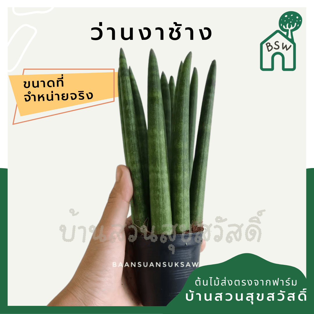 ว่านงาช้าง (Sansevieria Cylindrica) ไม้ฟอกอากาศยอดเยี่ยมในห้องนอน - Pamathegardener