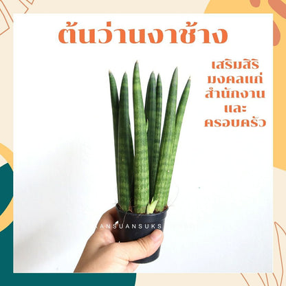 ว่านงาช้าง (Sansevieria Cylindrica) ไม้ฟอกอากาศยอดเยี่ยมในห้องนอน - Pamathegardener