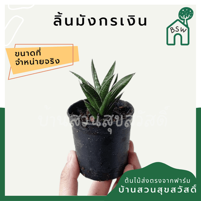 ลิ้นมังกรเงิน (Sansevieria 'Moonshine') ไม้ฟอกอากาศในกระถางพร้อมตั้ง - Pamathegardener