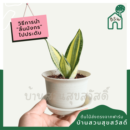 ลิ้นมังกรแคระใบด่าง (Sansevieria Trifasciata 'Golden Hahnii') ไม้ฟอกอากาศในกระถาง 4 - 5 นิ้ว - Pamathegardener