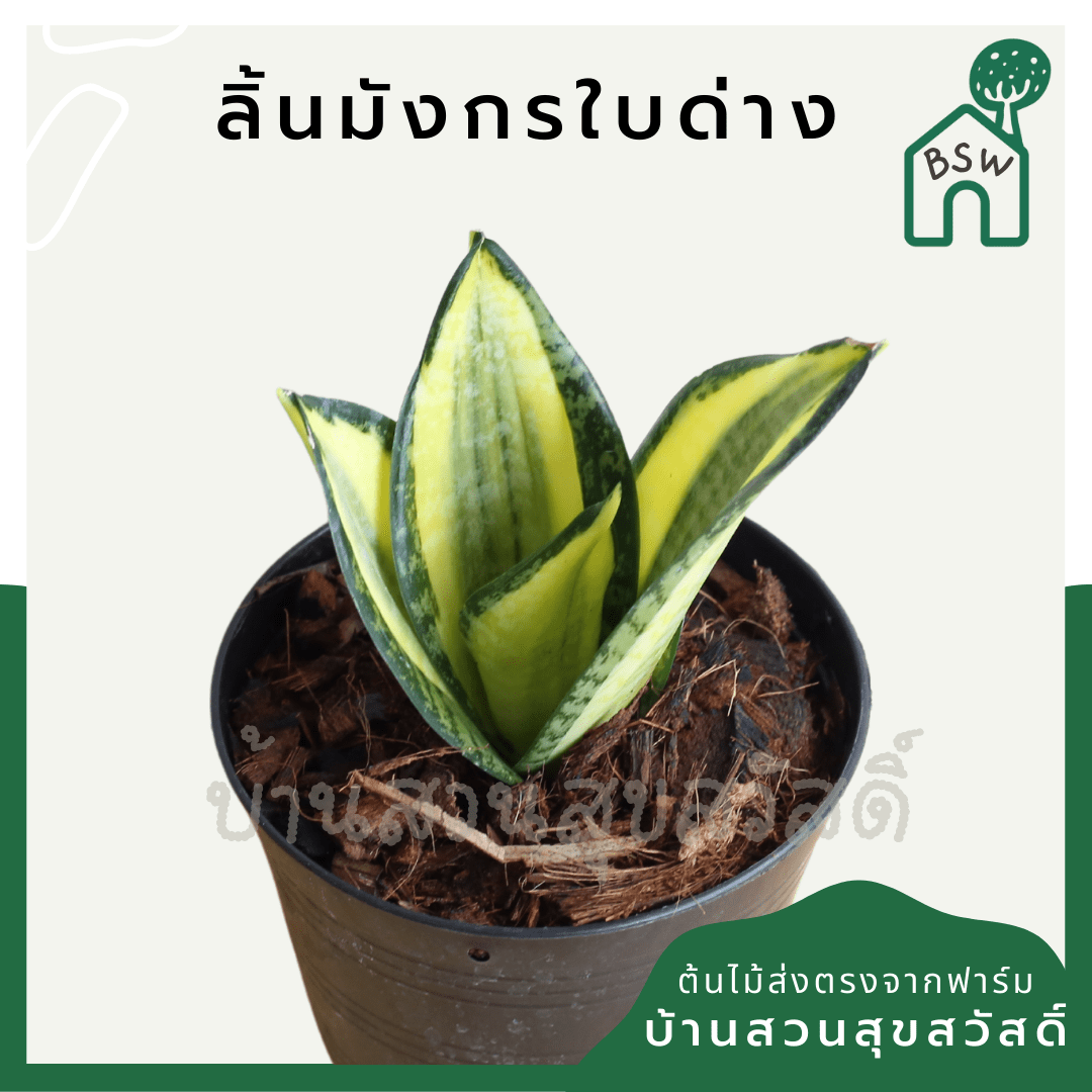 ลิ้นมังกรแคระใบด่าง (Sansevieria Trifasciata 'Golden Hahnii') ไม้ฟอกอากาศในกระถาง 4 - 5 นิ้ว - Pamathegardener