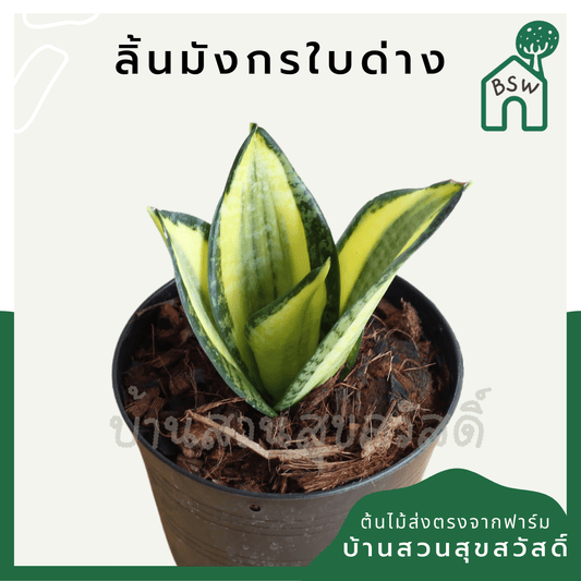 ลิ้นมังกรแคระใบด่าง (Sansevieria Trifasciata 'Golden Hahnii') ไม้ฟอกอากาศในกระถาง 4 - 5 นิ้ว - Pamathegardener