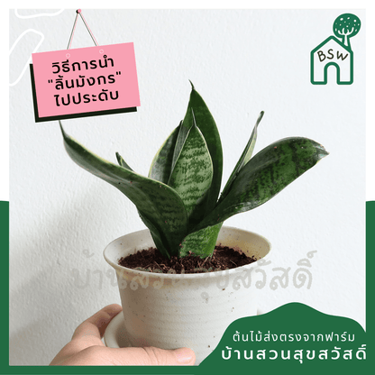ลิ้นมังกรแคระใบลาย (Sansevieria Trifasciata 'Hahnii') ไม้ฟอกอากาศในกระถาง 4 - 5 นิ้ว - Pamathegardener
