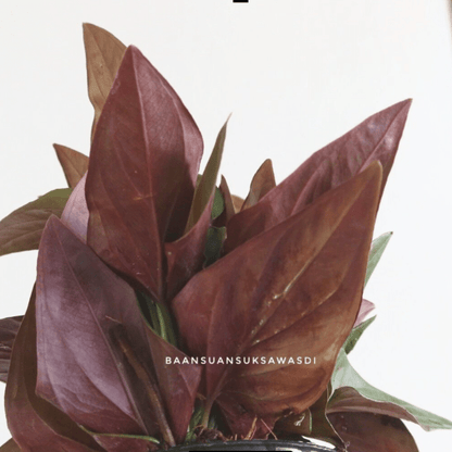 พลูอินโด (Scindapsus Pictus) ไม้เลื้อยฟอกอากาศยอดนิยมในกระถาง - Pamathegardener