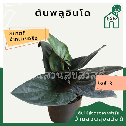 พลูอินโด (Scindapsus Pictus) ไม้เลื้อยฟอกอากาศยอดนิยมในกระถาง - Pamathegardener