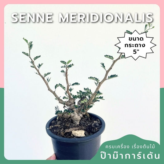 Senna meridionalis กระถาง 5 นิ้ว - Pamathegardener