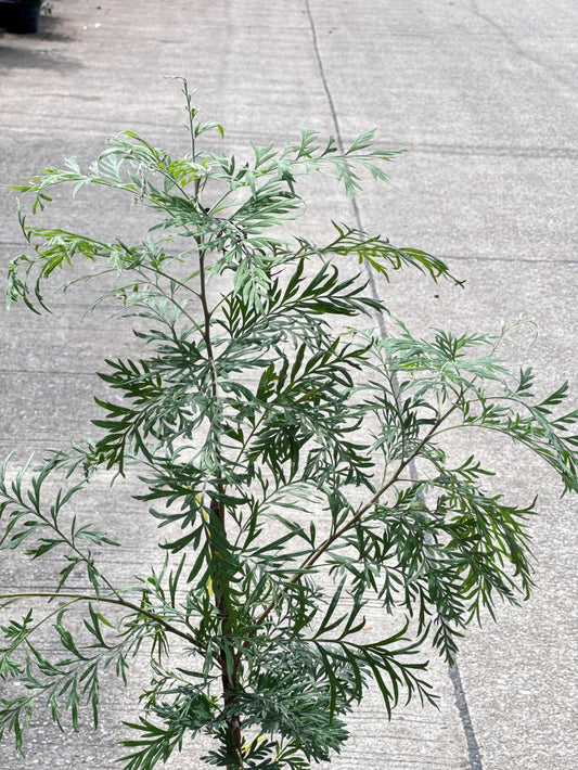 ซิลเวอร์โอ๊ค Southern Silky Oak, Silk Oak หรือ Silky Oak, Silver Oak หรือ Australian Silver Oak ส่งถุงดำ - Pamathegardener