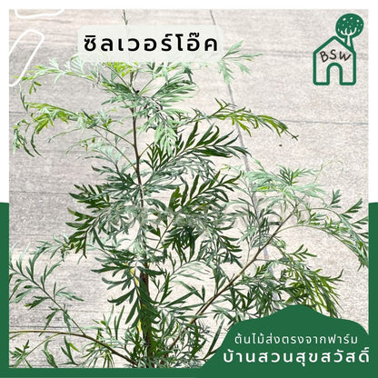ซิลเวอร์โอ๊ค Southern Silky Oak, Silk Oak หรือ Silky Oak, Silver Oak หรือ Australian Silver Oak ส่งถุงดำ - Pamathegardener