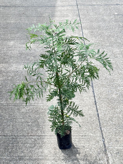 ซิลเวอร์โอ๊ค Southern Silky Oak, Silk Oak หรือ Silky Oak, Silver Oak หรือ Australian Silver Oak ส่งถุงดำ - Pamathegardener