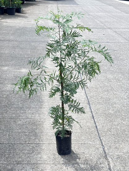 ซิลเวอร์โอ๊ค Southern Silky Oak, Silk Oak หรือ Silky Oak, Silver Oak หรือ Australian Silver Oak ส่งถุงดำ - Pamathegardener