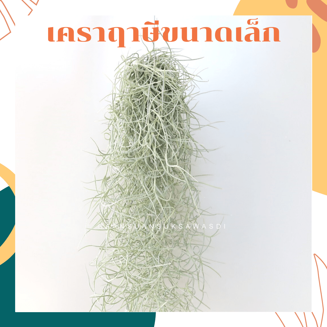 เคราฤาษี (Spanish Moss) เคราหางพวงเล็ก ไม้ประดับแขวน - Pamathegardener