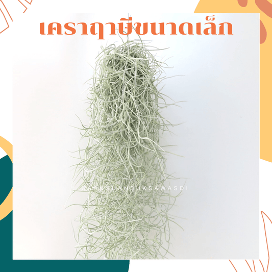 เคราฤาษี (Spanish Moss) เคราหางพวงเล็ก ไม้ประดับแขวน - Pamathegardener
