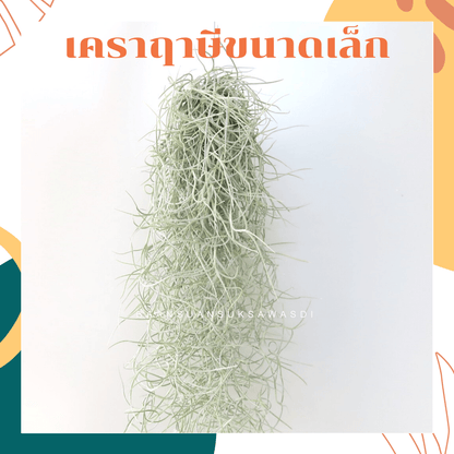 เคราฤาษี (Spanish Moss) เคราหางพวงเล็ก ไม้ประดับแขวน - Pamathegardener