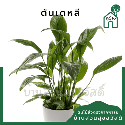 เดหลี (Spathiphyllum) ไม้ดอกฟอร์มกอใหญ่ในกระถางพร้อมตั้ง - Pamathegardener