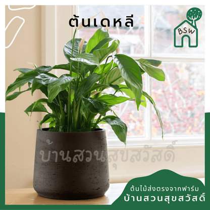 เดหลี (Spathiphyllum) ไม้ดอกฟอร์มกอใหญ่ในกระถางพร้อมตั้ง - Pamathegardener