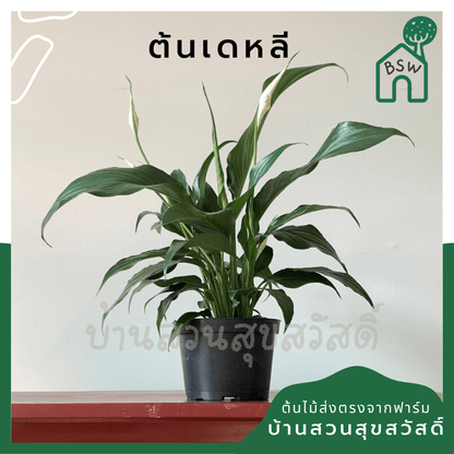 เดหลี (Spathiphyllum) ไม้ดอกฟอร์มกอใหญ่ในกระถางพร้อมตั้ง - Pamathegardener