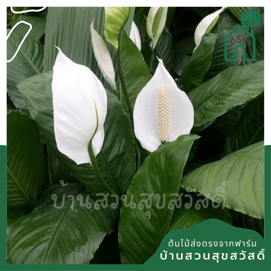 เดหลี (Spathiphyllum) ไม้ดอกฟอร์มกอใหญ่ในกระถางพร้อมตั้ง - Pamathegardener