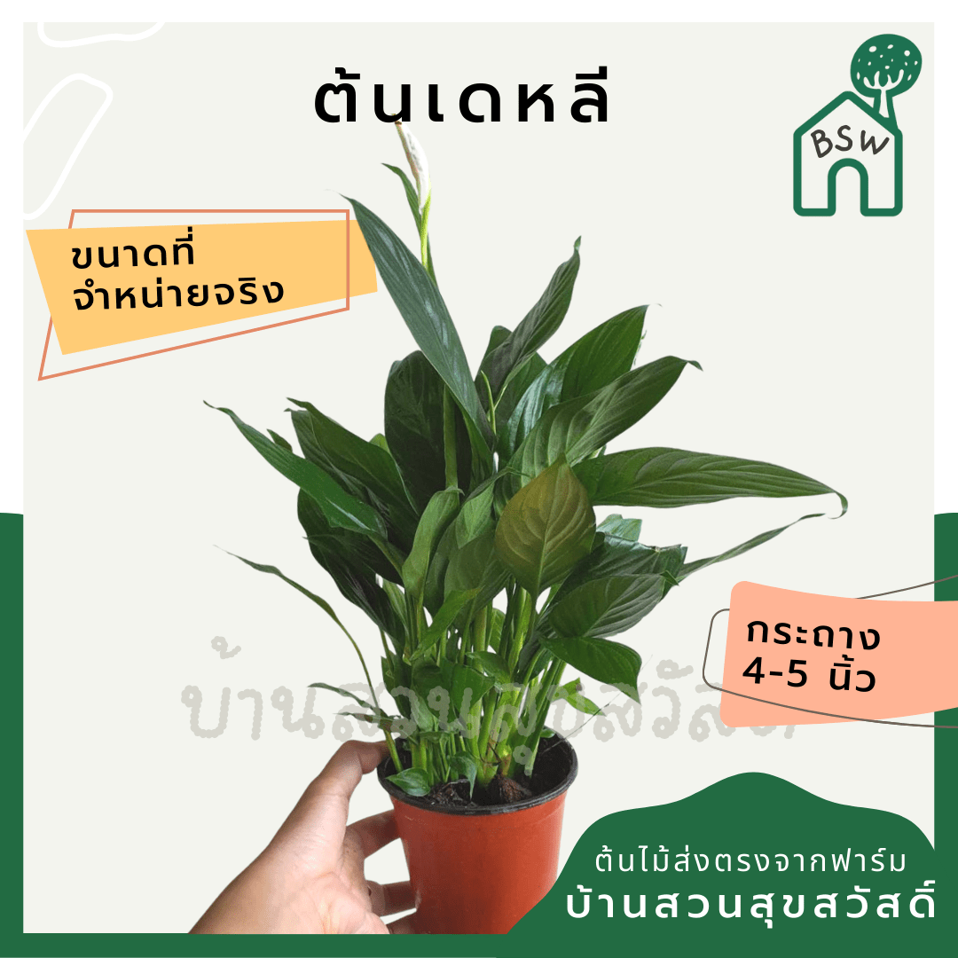เดหลี (Spathiphyllum) ไม้ดอกฟอร์มกอใหญ่ในกระถางพร้อมตั้ง - Pamathegardener