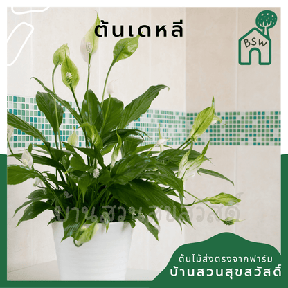 เดหลี (Spathiphyllum) ไม้ดอกฟอร์มกอใหญ่ในกระถางพร้อมตั้ง - Pamathegardener