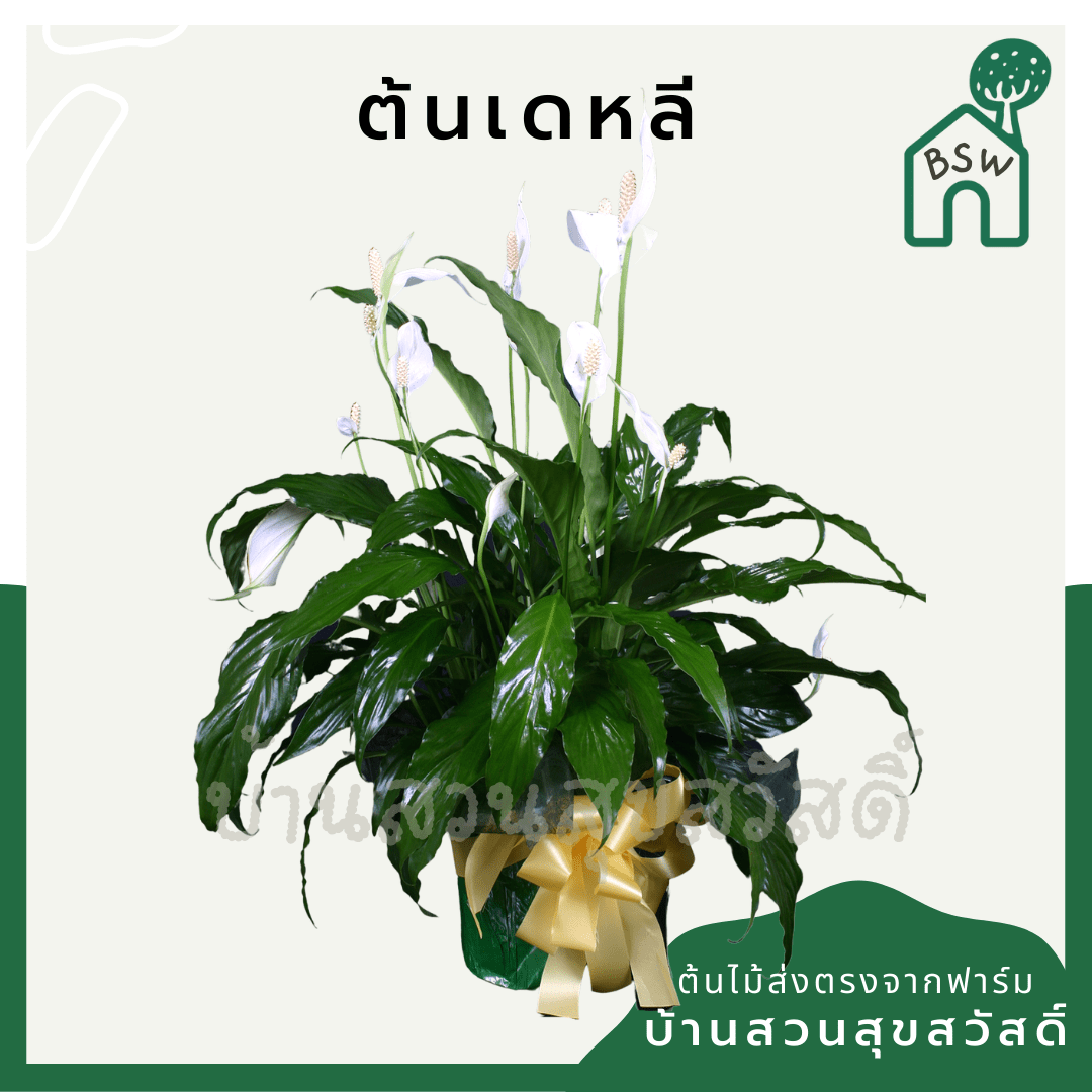 เดหลี (Spathiphyllum) ไม้ดอกฟอร์มกอใหญ่ในกระถางพร้อมตั้ง - Pamathegardener