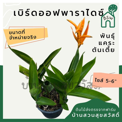 เบิร์ดออฟพาราไดซ์แคระ (Strelitzia Reginae) ไม้ดอกสวยในกระถางพร้อมตั้ง - Pamathegardener