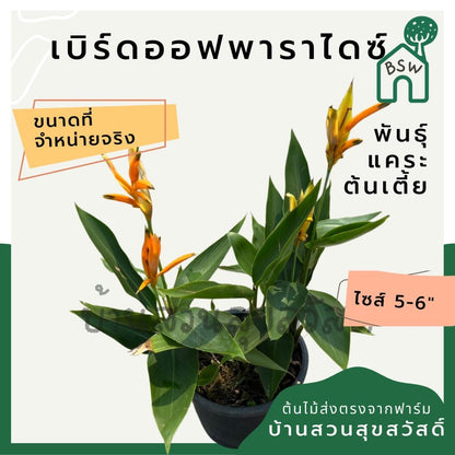 เบิร์ดออฟพาราไดซ์แคระ (Strelitzia Reginae) ไม้ดอกสวยในกระถางพร้อมตั้ง - Pamathegardener