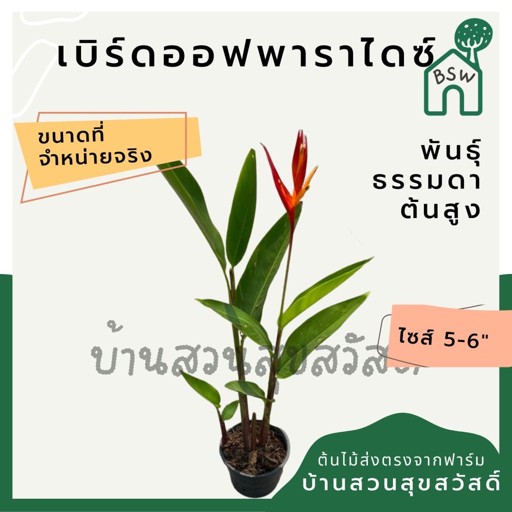 เบิร์ดออฟพาราไดซ์สูง (Strelitzia Reginae) ไม้ดอกสวยในกระถางพร้อมตั้ง - Pamathegardener