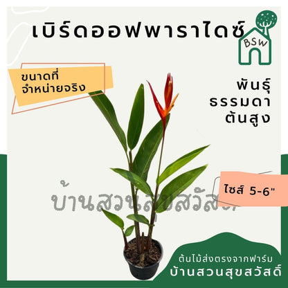 เบิร์ดออฟพาราไดซ์สูง (Strelitzia Reginae) ไม้ดอกสวยในกระถางพร้อมตั้ง - Pamathegardener