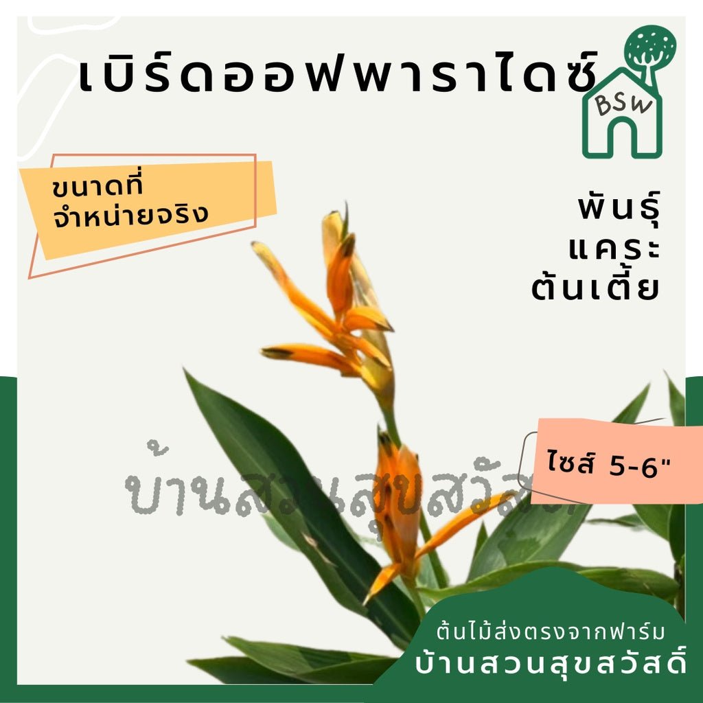เบิร์ดออฟพาราไดซ์แคระ (Strelitzia Reginae) ไม้ดอกสวยในกระถางพร้อมตั้ง - Pamathegardener