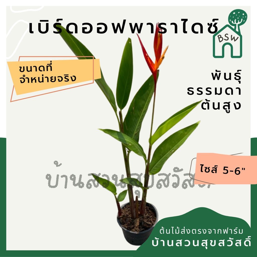 เบิร์ดออฟพาราไดซ์สูง (Strelitzia Reginae) ไม้ดอกสวยในกระถางพร้อมตั้ง - Pamathegardener
