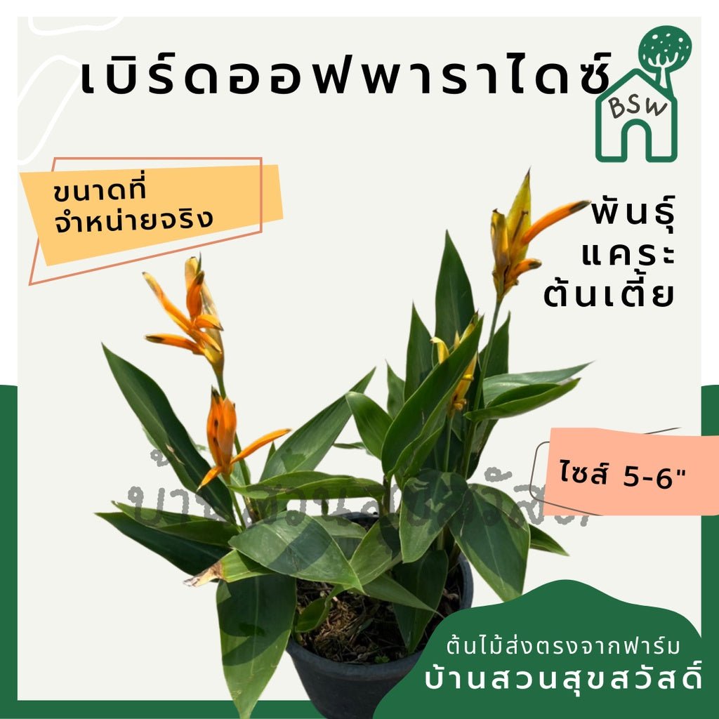 เบิร์ดออฟพาราไดซ์แคระ (Strelitzia Reginae) ไม้ดอกสวยในกระถางพร้อมตั้ง - Pamathegardener