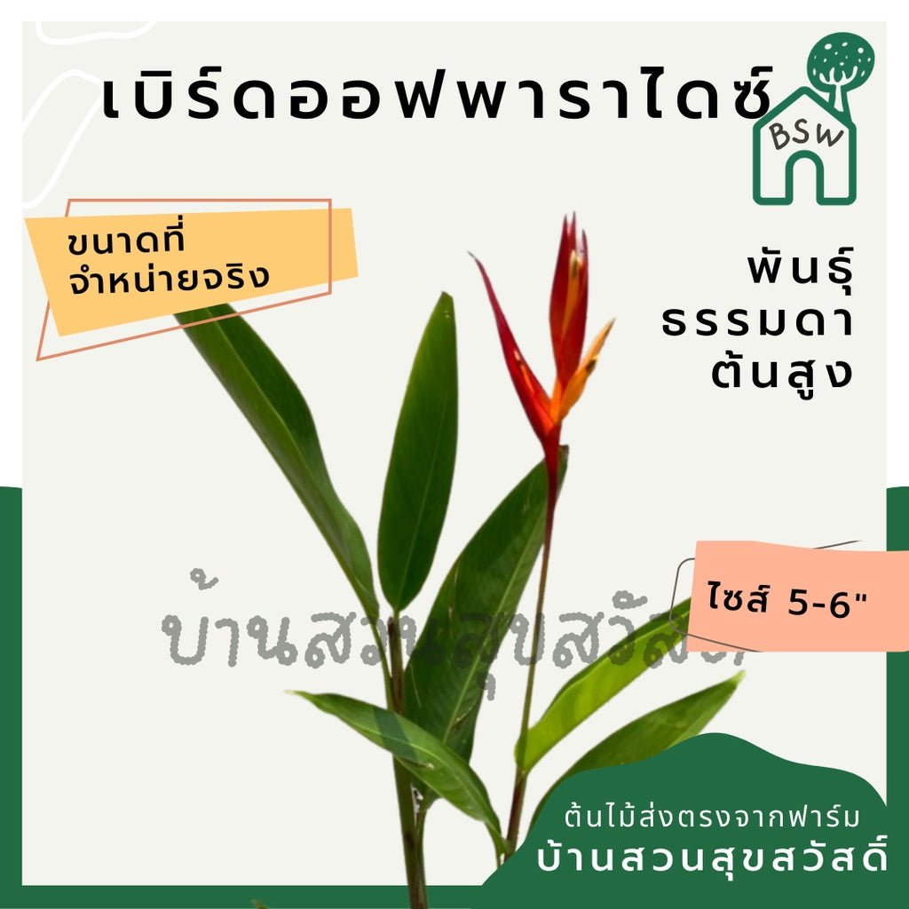 เบิร์ดออฟพาราไดซ์สูง (Strelitzia Reginae) ไม้ดอกสวยในกระถางพร้อมตั้ง - Pamathegardener