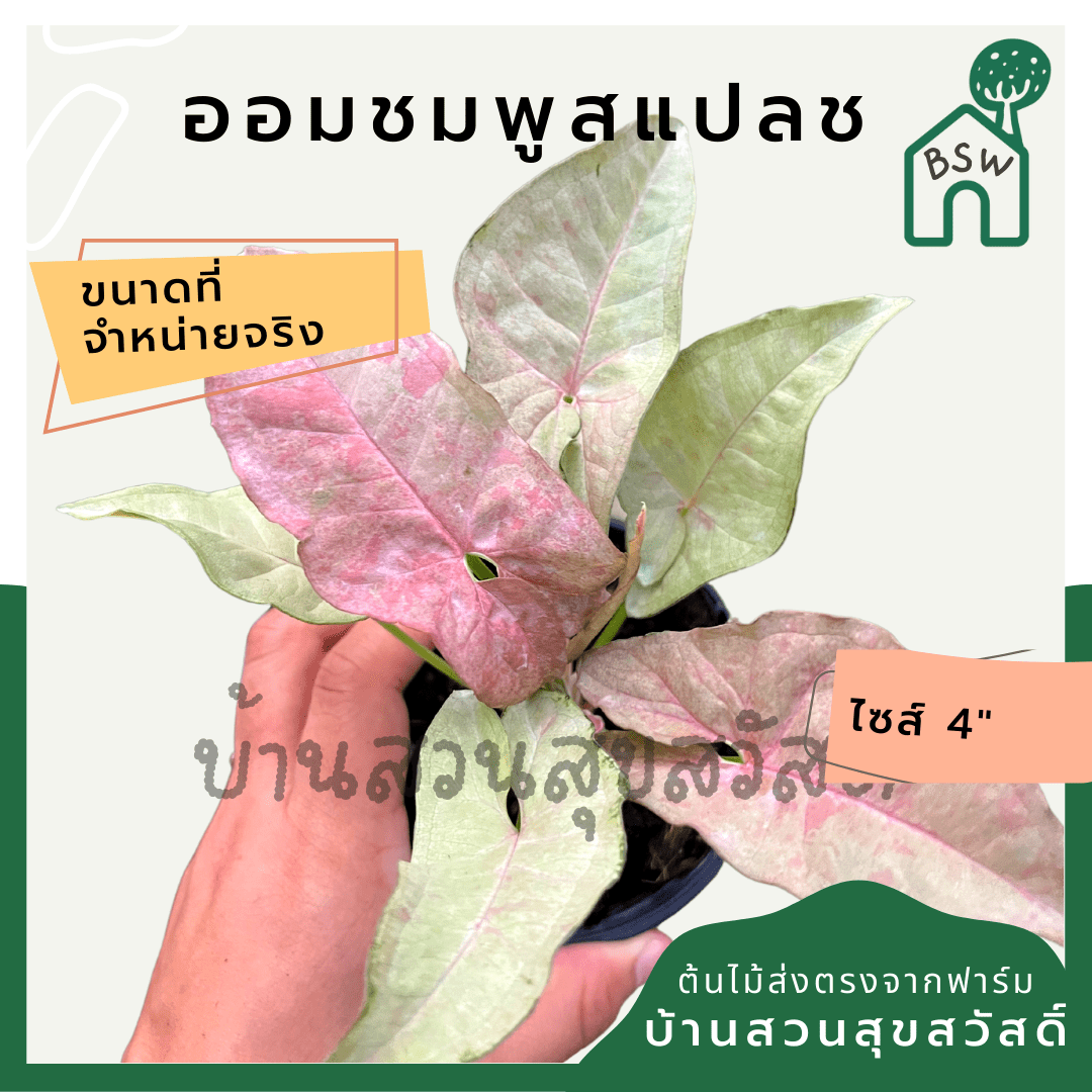 ออมชมพูพิ้งค์สแปลช (Syngonium Pink Splash) ไม้มงคลในกระถาง 4 นิ้ว - Pamathegardener