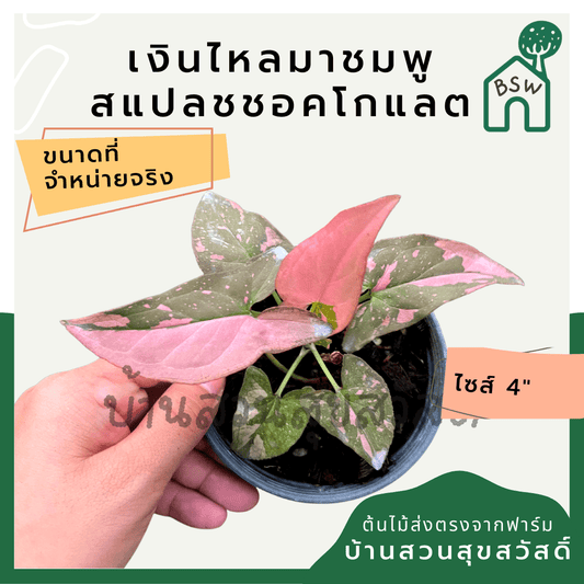เงินไหลมาด่างชมพูช็อกโกแลต (Syngonium Podophyllum) ไม้มงคลในกระถาง 4 นิ้ว - Pamathegardener
