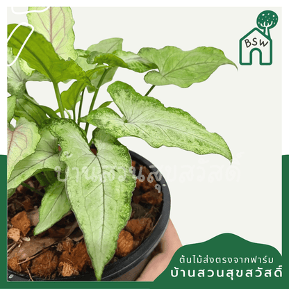 เงินไหลมา (Syngonium Podophyllum) ไม้มงคลในกระถาง 5 - 6 นิ้ว - Pamathegardener