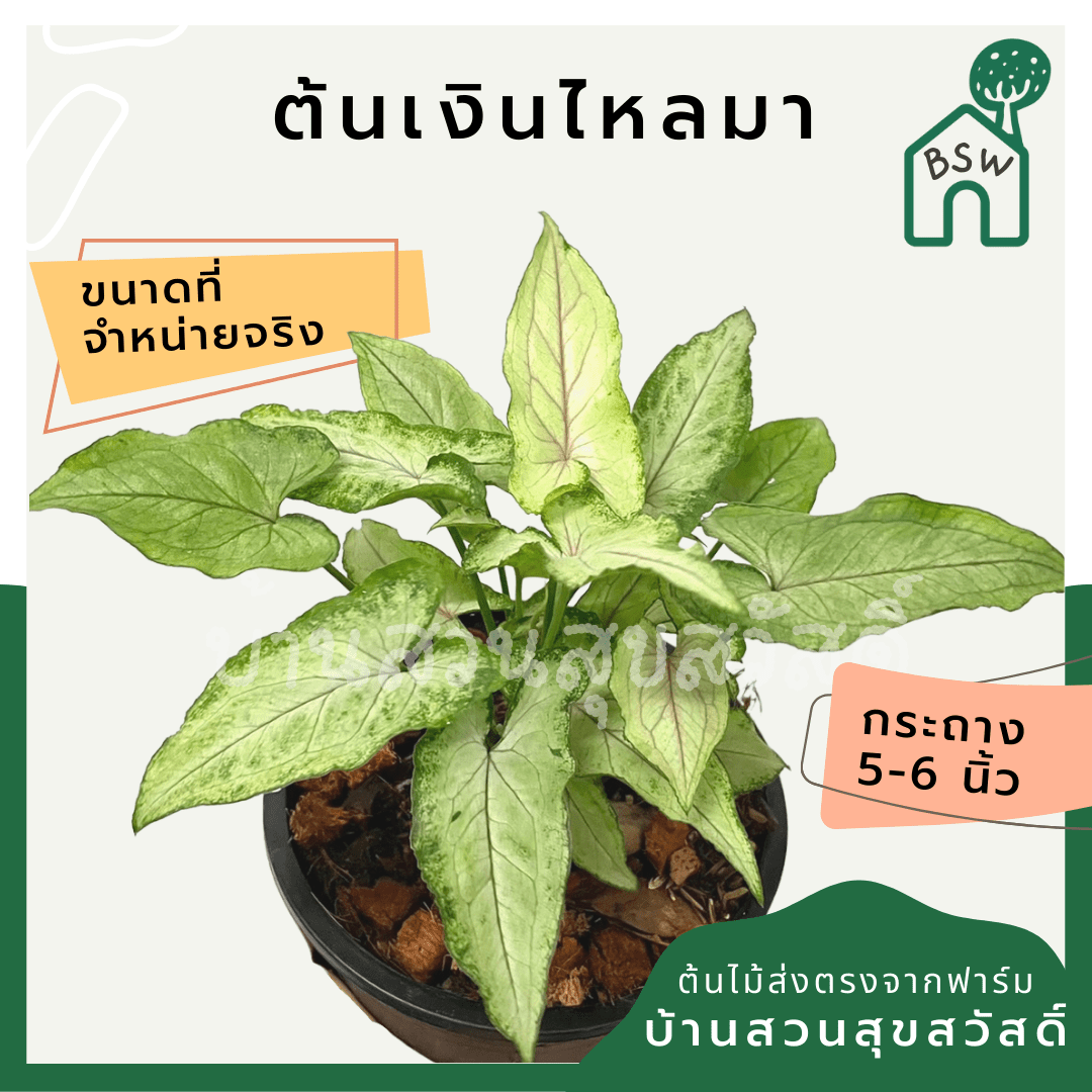 เงินไหลมา (Syngonium Podophyllum) ไม้มงคลในกระถาง 5 - 6 นิ้ว - Pamathegardener