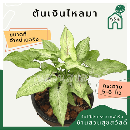 เงินไหลมา (Syngonium Podophyllum) ไม้มงคลในกระถาง 5 - 6 นิ้ว - Pamathegardener