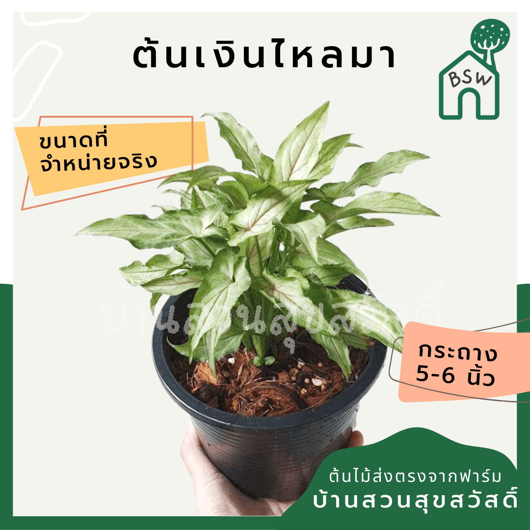เงินไหลมา (Syngonium Podophyllum) ไม้มงคลในกระถาง 5 - 6 นิ้ว - Pamathegardener
