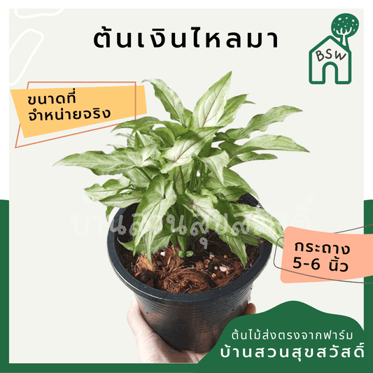 เงินไหลมา (Syngonium Podophyllum) ไม้มงคลในกระถาง 5 - 6 นิ้ว - Pamathegardener