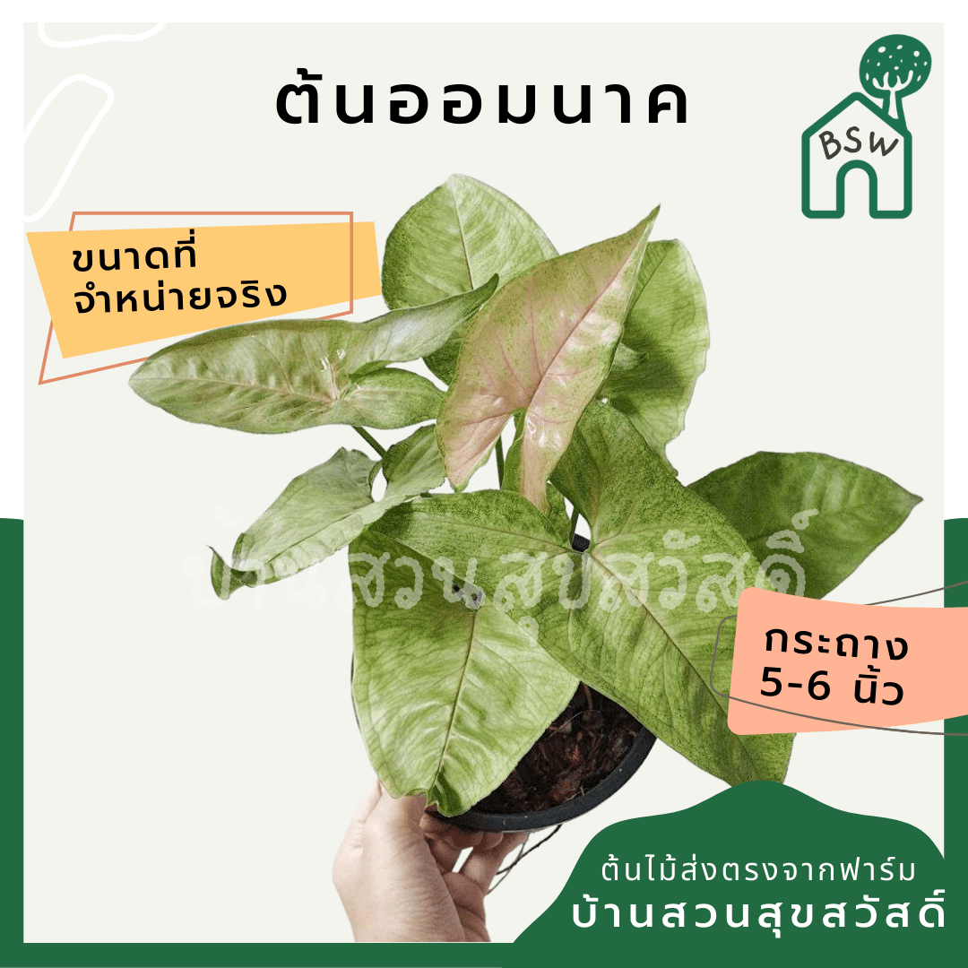 ออมนาค (Syngonium Podophyllum 'Neon Robusta') ไม้มงคลในกระถางพร้อมตั้ง - Pamathegardener