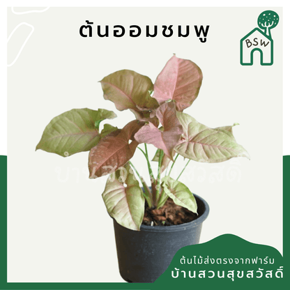 ออมชมพู (Syngonium Podophyllum 'Pink') ไม้มงคลในกระถาง 4 นิ้ว - Pamathegardener