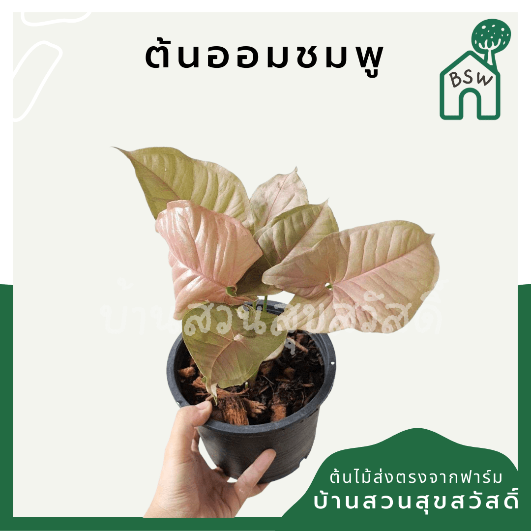 ออมชมพู (Syngonium Podophyllum 'Pink') ไม้มงคลในกระถาง 4 นิ้ว - Pamathegardener