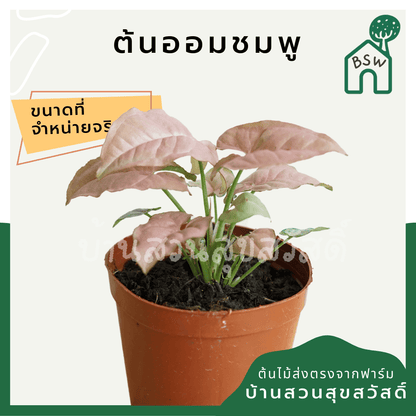 ออมชมพู (Syngonium Podophyllum 'Pink') ไม้มงคลในกระถาง 4 นิ้ว - Pamathegardener