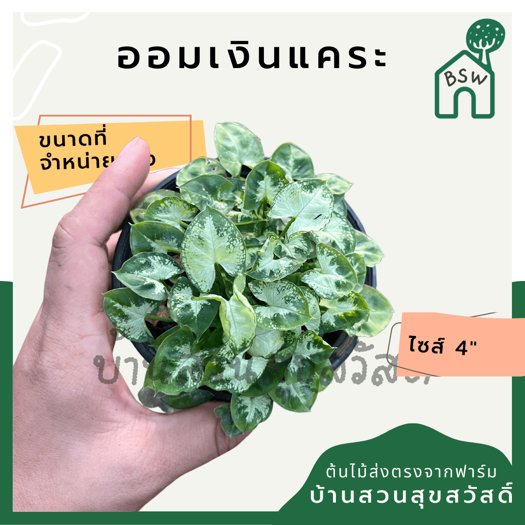 ออมแคระ (Syngonium Podophyllum 'Pixie') ไม้มงคลในกระถาง 4 นิ้ว - Pamathegardener