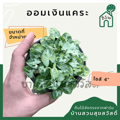 ออมแคระ (Syngonium Podophyllum 'Pixie') ไม้มงคลในกระถาง 4 นิ้ว - Pamathegardener
