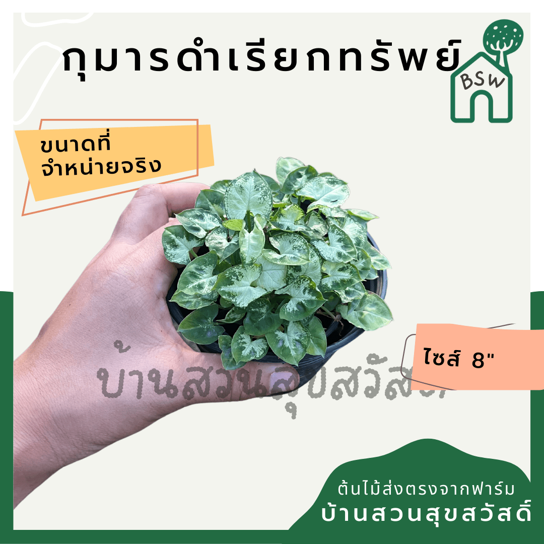 ออมแคระ (Syngonium Podophyllum 'Pixie') ไม้มงคลในกระถาง 4 นิ้ว - Pamathegardener