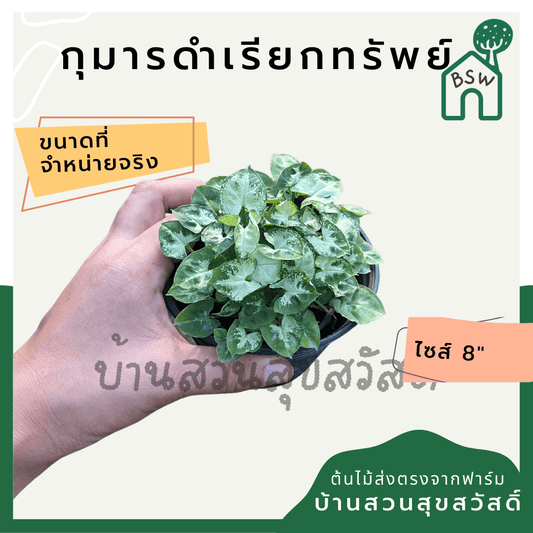 ออมแคระ (Syngonium Podophyllum 'Pixie') ไม้มงคลในกระถาง 4 นิ้ว - Pamathegardener