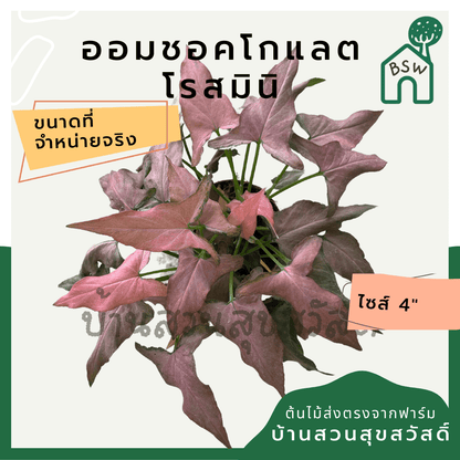ออมช็อกโกแลตโรสมินิ (Syngonium Podophyllum 'Rose Mini') ไม้มงคลในกระถาง 5 - 6 นิ้ว - Pamathegardener