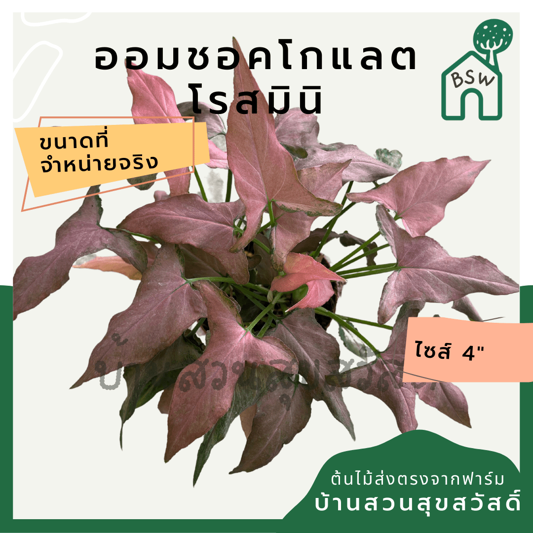 ออมช็อกโกแลตโรสมินิ (Syngonium Podophyllum 'Rose Mini') ไม้มงคลในกระถาง 5 - 6 นิ้ว - Pamathegardener