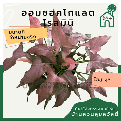 ออมช็อกโกแลตโรสมินิ (Syngonium Podophyllum 'Rose Mini') ไม้มงคลในกระถาง 5 - 6 นิ้ว - Pamathegardener